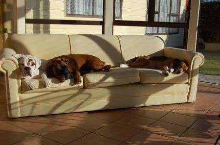 cani divano