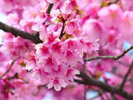 Fiori di pesco: gli effetti benefici