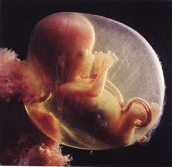Feto in gravidanza: sviluppo e foto durante il secondo trimestre