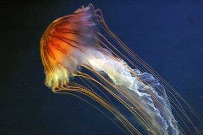 Meduse, come curare la scottatura