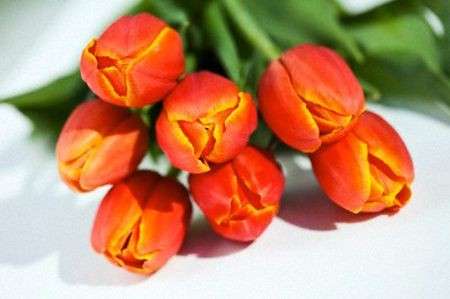 Come curare le piante: i tulipani