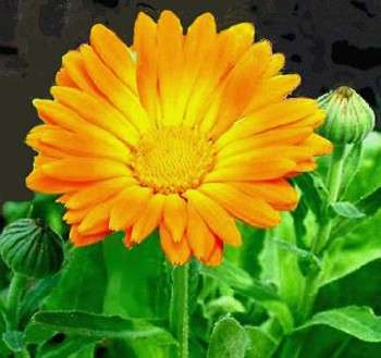 Come curare una pianta: la calendula