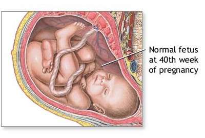 Feto in gravidanza: sviluppo e foto durante il terzo trimestre