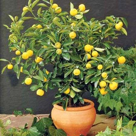 Come coltivare i limoni nani