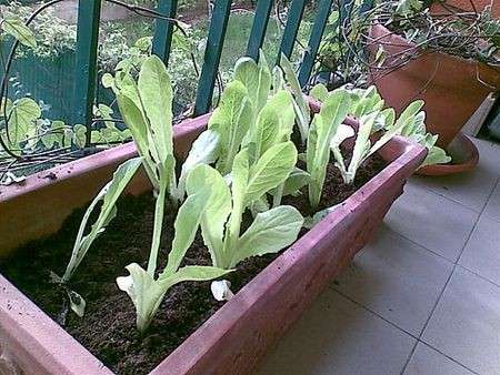 Come preparare l’orto sul balcone