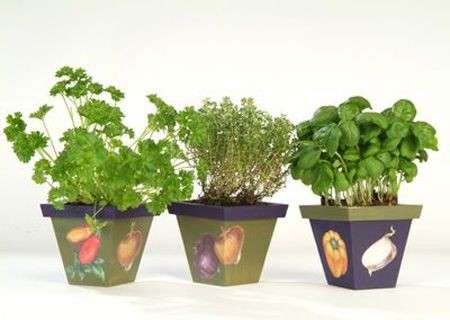 piante aromatiche