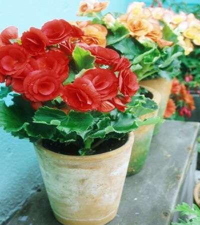 begonia