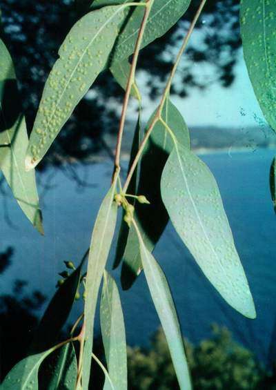 Aromaterapia: olio essenziale di eucalipto