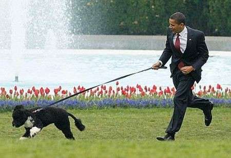 Barack Obama porta a spasso il cane tutte le sere