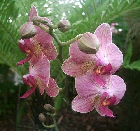 Come curare le piante: le orchidee