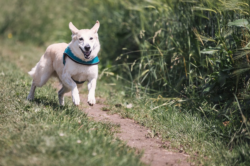Cane corre
