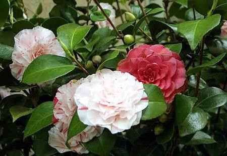 Come curare le piante: la Camelia