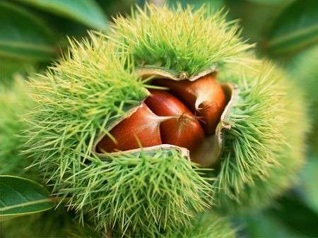 Castagne e dieta, i consigli