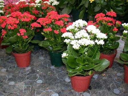 Come curare le piante: la Kalanchoe