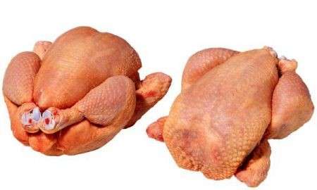 Pollo