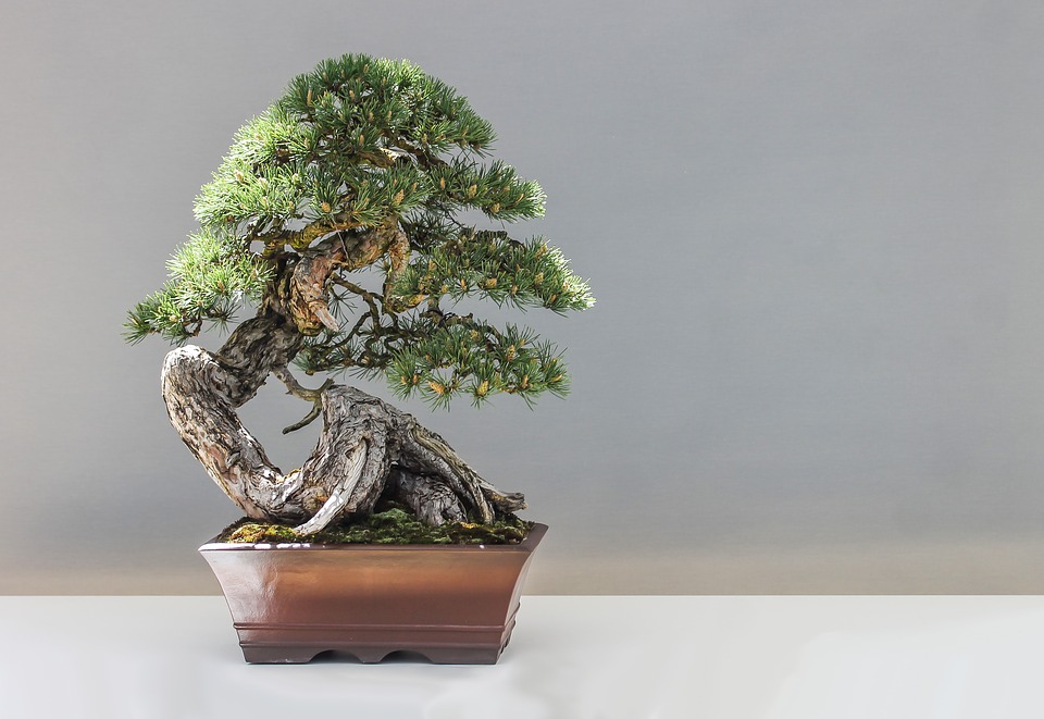Come curare le piante: i bonsai