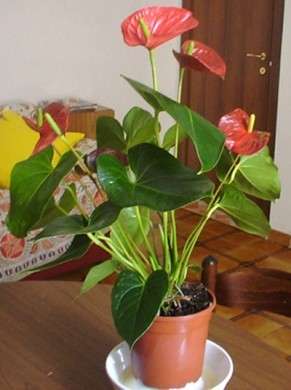 Come curare le piante: l’Anthurium