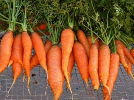 Vitamine, in arrivo la super-carota