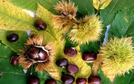 Integratori naturali, le castagne