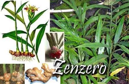 Zenzero: le sue proprietà benefiche