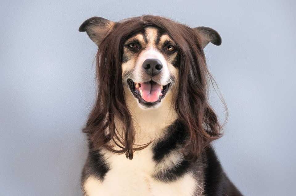 cane capelli