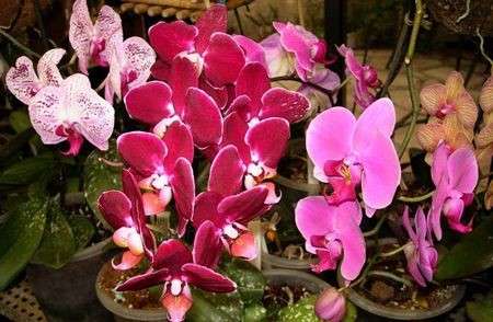 Come curare le piante: le orchidee da regalare a Natale