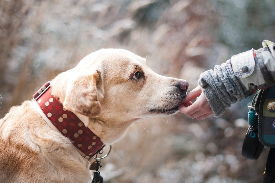 Animali: come risparmiare sulle spese mensili