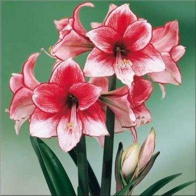 Come curare le piante: l’Amaryllis