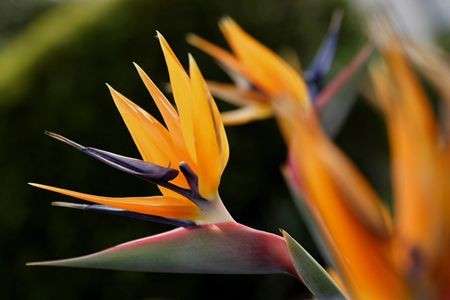 Come curare le piante: la Strelitzia Regina