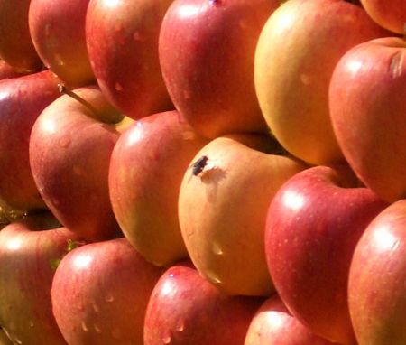 Probiotici: meglio una mela al giorno