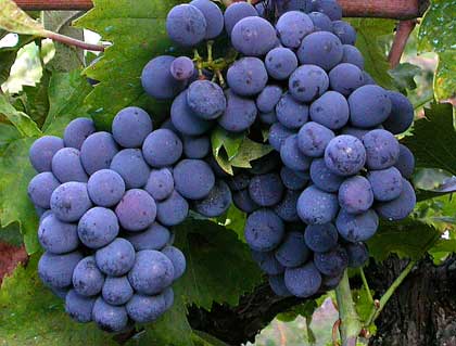 Integratori naturali, il succo d’uva aiuta la memoria