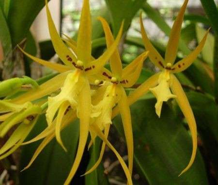 Come curare le piante: l’Orchidea Brassia