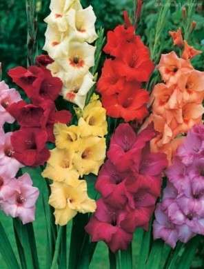 Come curare le piante: i gladioli