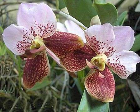 Come curare le piante: l’Orchidea Vanda
