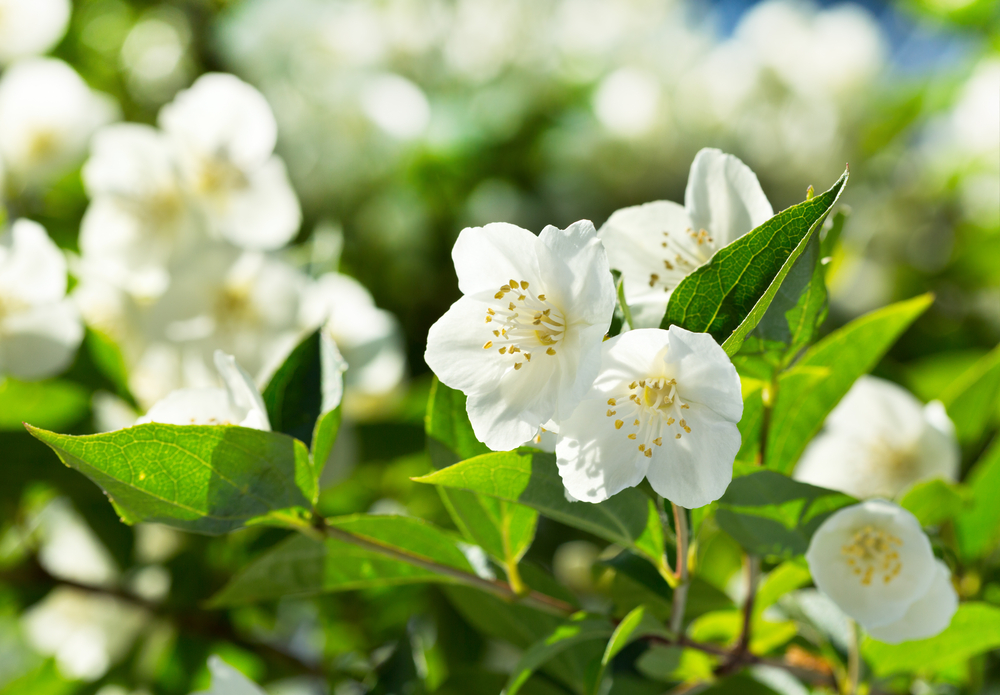 Giardinaggio: il gelsomino