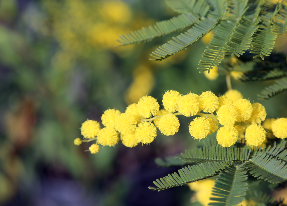 Mimosa festa della donna