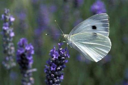 Animali: pericolo estinzione per farfalle, scarabei e libellule