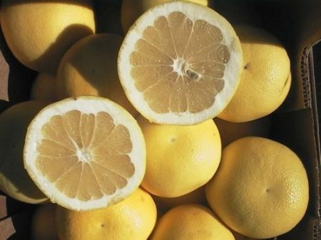 Pompelmo, una fonte di vitamine