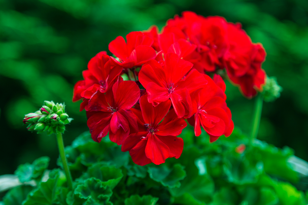 Giardinaggio: piantare i gerani