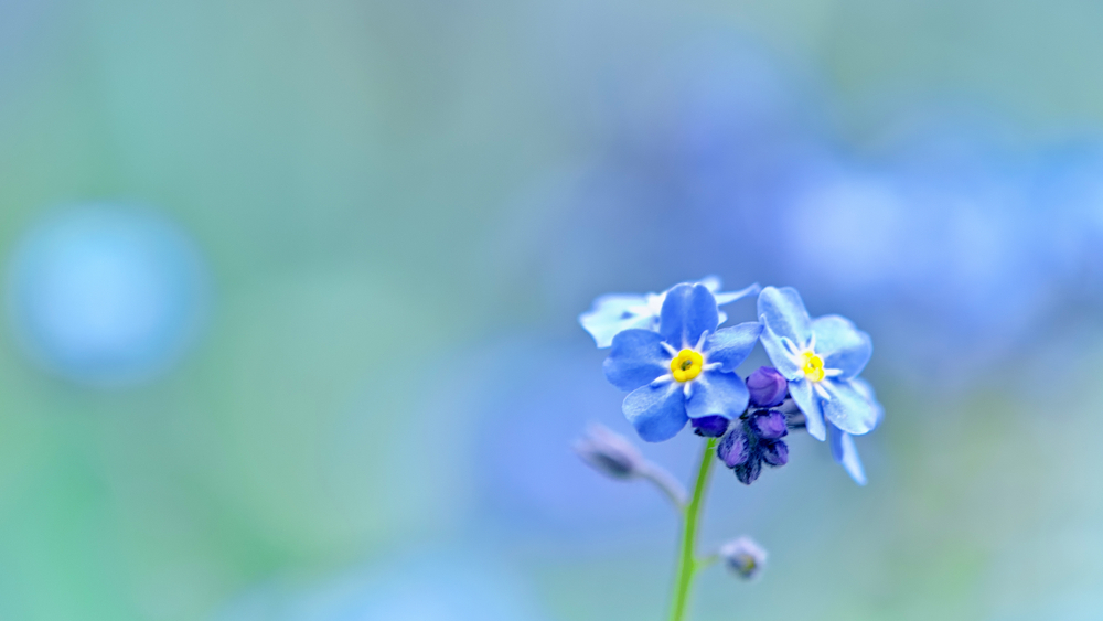 Non ti scordar di me – il fiore degli innamorati