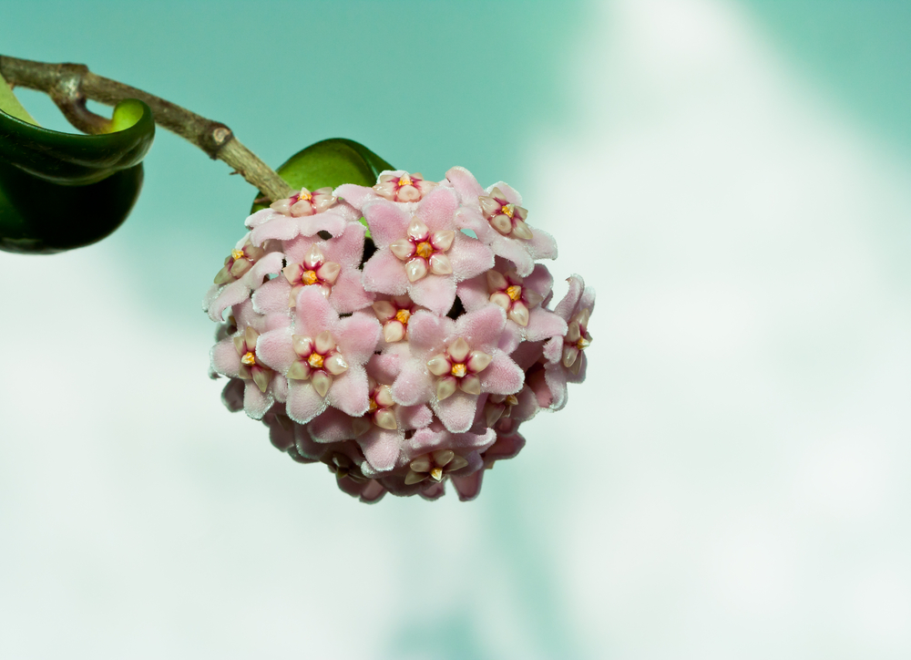 Fai da te: i fiori di cera