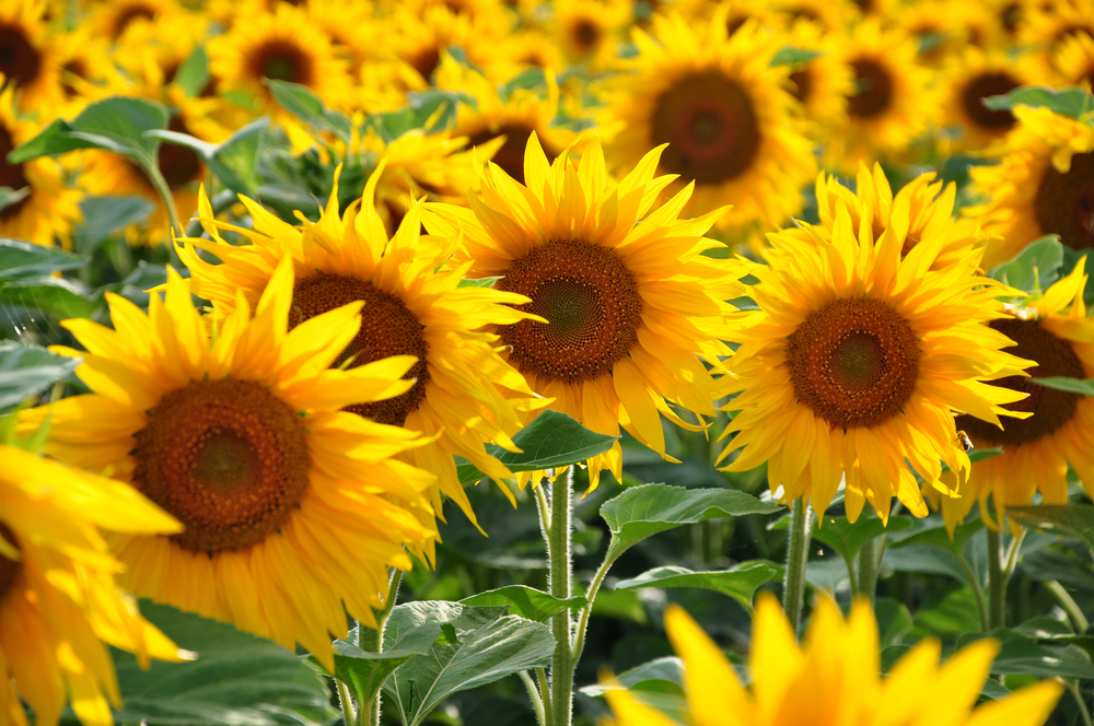 Pasta di mais fiori: girasoli