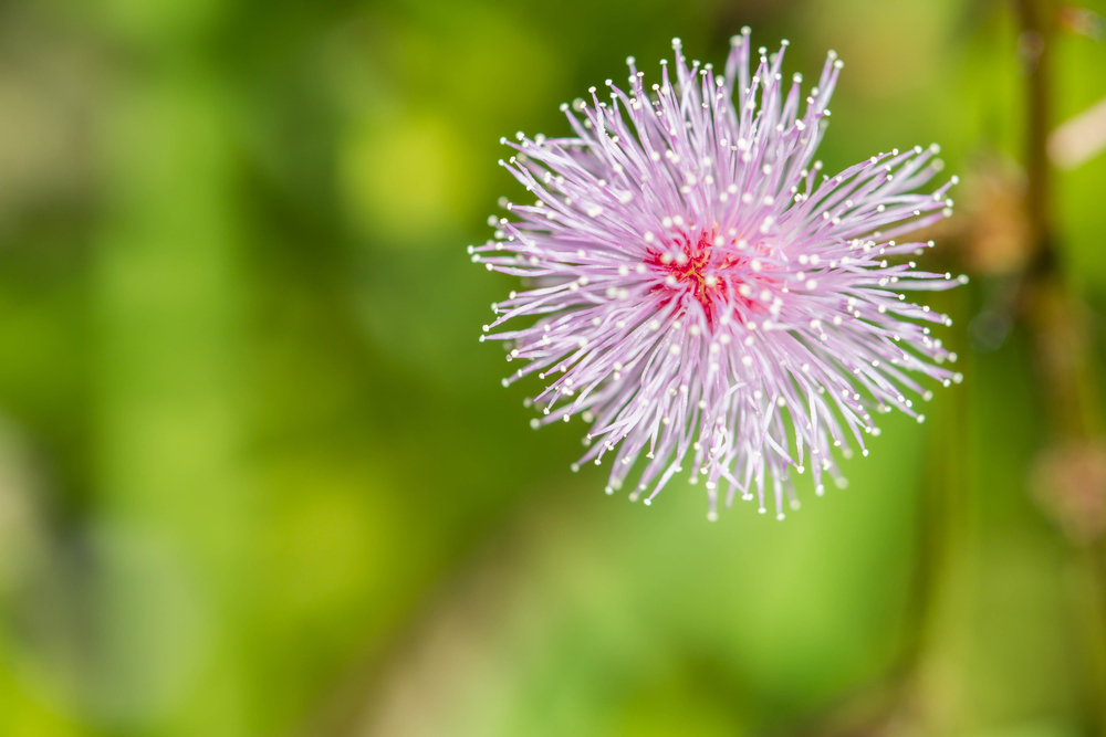 Mimosa pudica