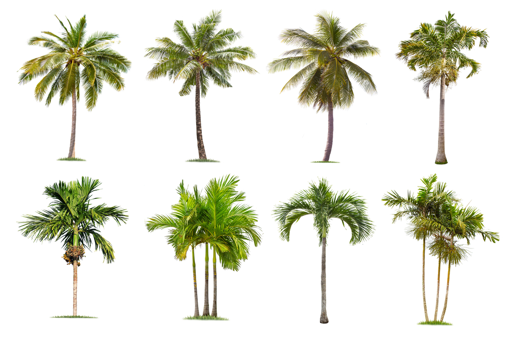 Giardinaggio: come coltivare le palme