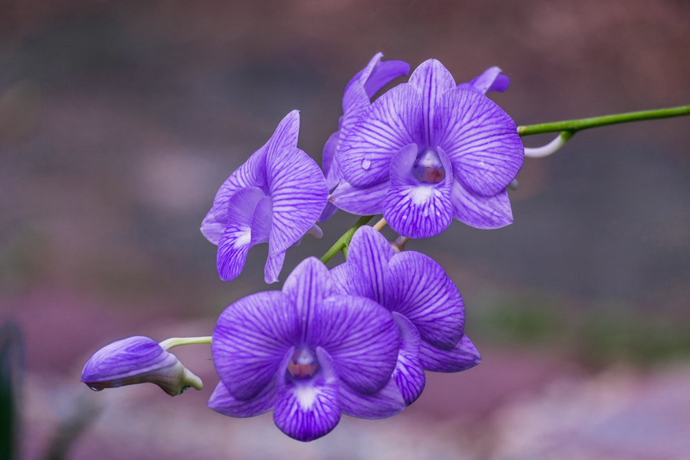 Pasta di mais fiori: le violette