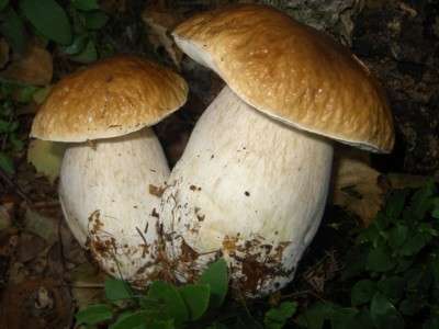 Funghi: gustosi e con pochissime calorie