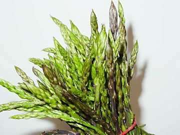 Verdure dimagranti: gli asparagi