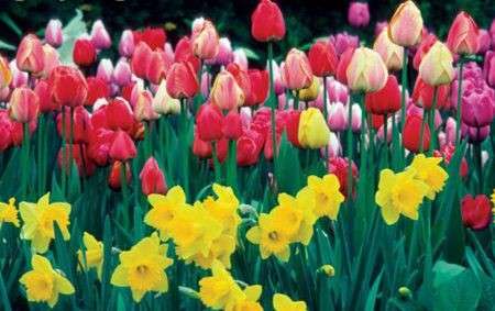 Come curare le piante: i tulipani e i narcisi