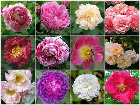 rose antiche
