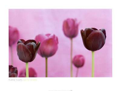 Tulipani: qual è il loro significato?